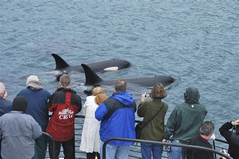 Orca sighting! #Alaska Airfare Deals, Travel Specials, Orca Whales, American Road Trip, Whittier ...