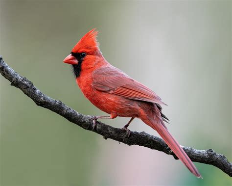 Florida Backyard Birds to Spot at Home