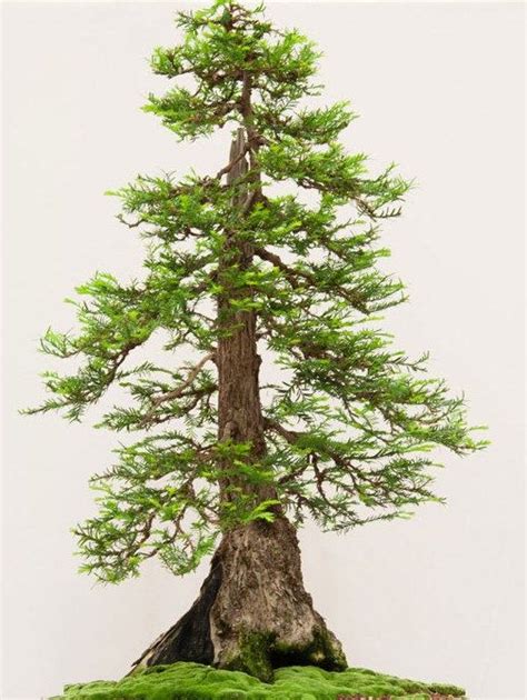 Giant Sequoia Tree -10 Seeds -Sequoiadendron giganteum -Giant Ancient ...