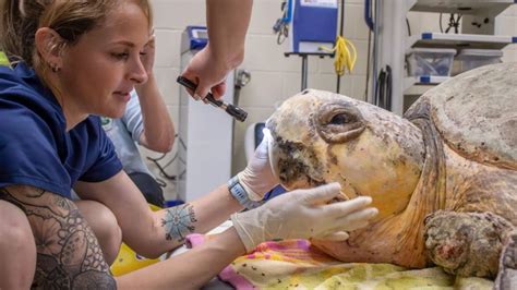 375-pound sea turtle returns to the ocean after leech infestation and flipper injuries