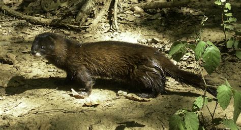 European Mink - Mustela lutreola image - Free stock photo - Public Domain photo - CC0 Images