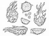 30  Dragon Fruit Coloring Pages Free Printable PDF JPG PNG & Online sketch template