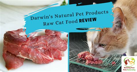 Best Raw Cat Food Brands for Indoor Cats | Darwin's Natural Pet ...