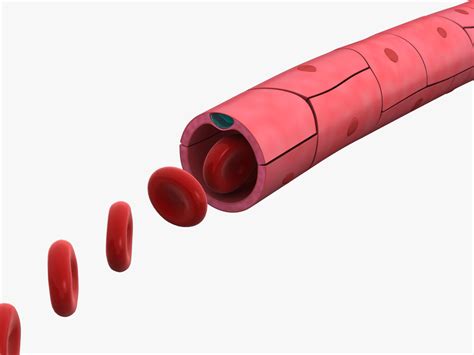 3D small blood vessel capillary model - TurboSquid 1411153