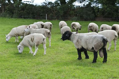 Thinking of buying a new ram? Upcoming sales to showcase best in breeds - Agriland.ie