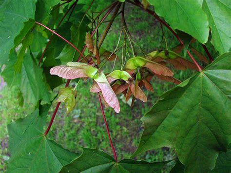 Norway Maple - NS Invasive Species Council