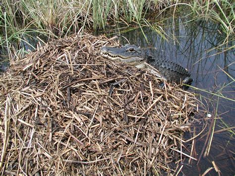 How to Escape An Alligator - Canyon Echoes