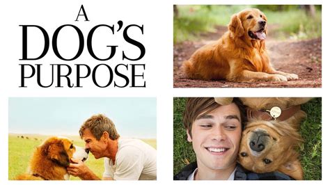 A Dog's Purpose (2017) - AZ Movies