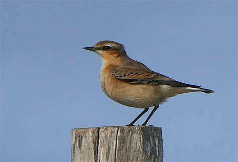 Northern wheatear | BirdForum