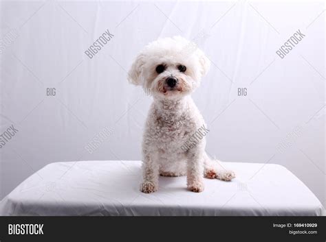 Bichon Frise. White Image & Photo (Free Trial) | Bigstock