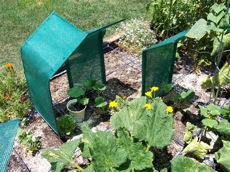 Caring for your garden in extreme heat – Physis Design