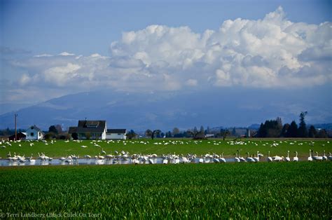 Skagit Valley Geese - Black Chick On Tour