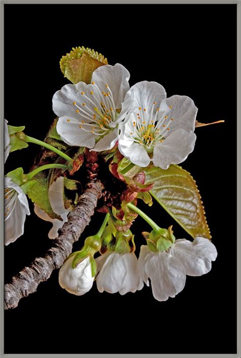 A close-up view of wild cherry blossoms.