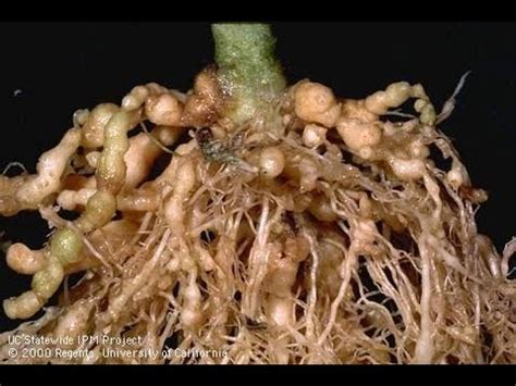 New Methods to Control Nematodes in the Field - YouTube