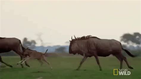 Nat Geo Wild Stampede GIF by Savage Kingdom - Find & Share on GIPHY