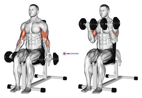 Dumbbell Seated Bicep Curl - Home Gym Review