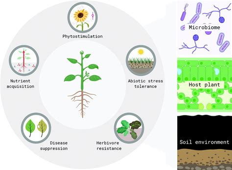 The soil-plant-microbe dance - Soils at Guelph