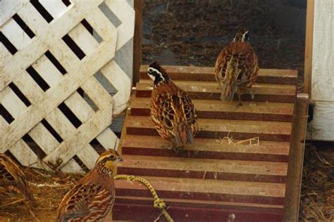 A guide to types of quail | Hello Homestead