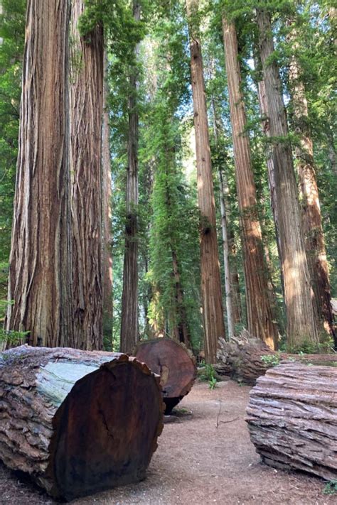 The Complete Guide to Visiting Redwood National Park - The Planet D