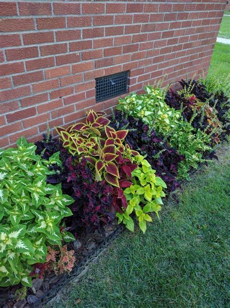 Loving my border of coleus | Front yard landscaping, Front yard garden ...