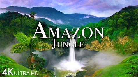 Amazon Jungle 4k Wallpaper | edu.svet.gob.gt