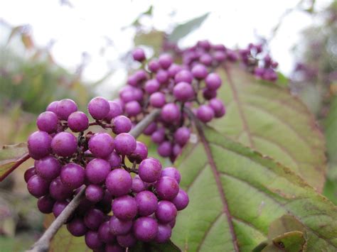 Free Images : tree, nature, branch, blossom, berry, leaf, flower, food, produce, botany, flora ...