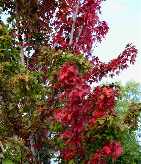 Red Maple Leaves Picture | Free Photograph | Photos Public Domain