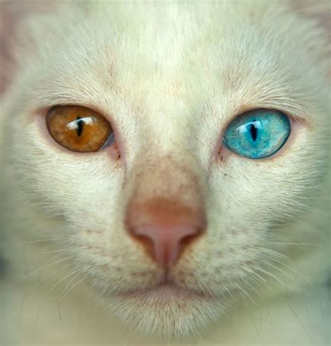 7. Cat eyes | Pretty cats, Cute animal pictures, Cats