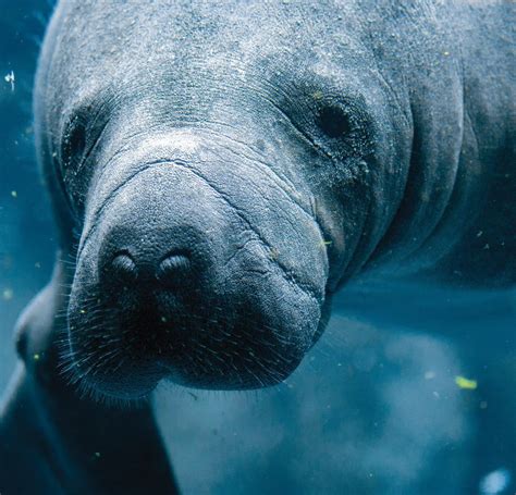 Florida manatee. Look at those eyes! | Manatee facts, Manatee florida ...