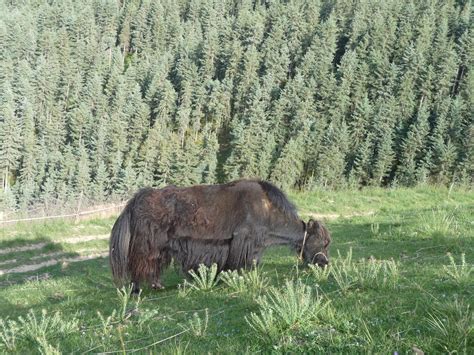 Yak grazing in a field. | Mandala Collections - Images