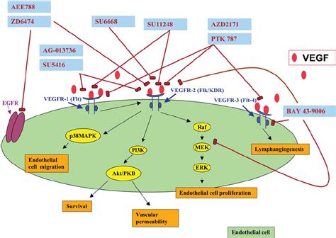 Mechanism of action of vascular endothelial growth factor (VEGF)...