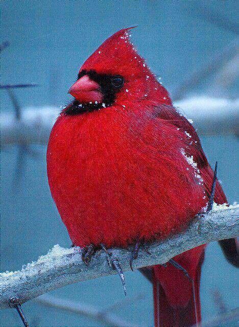 Indiana state bird | Indiana ️ | Pinterest | Grandmothers, Birds and West virginia