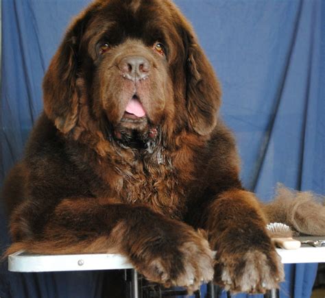 The 4 Life Stages Of The Newfoundland Dog - mybrownnewfies.com