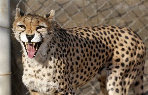 Rare birth of Asiatic cheetah cubs in Iran