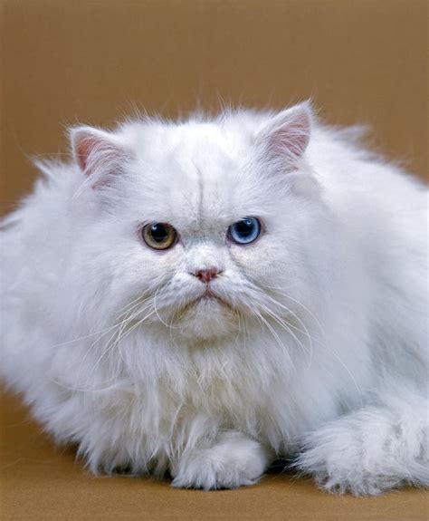 Types Of Persian Cats With Pictures | bellurbis.com