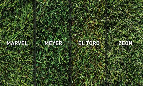 Zoysia Grass Varieties - Which is the best for you? - NG Turf