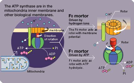 biochemistry - In which direction does ATP synthase rotate? - Biology ...