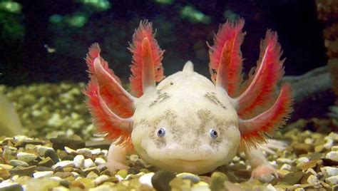 Detailed Info about Axolotl (The Mexican Walking Fish) - Petculiars