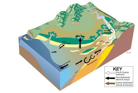 Estuarine environment - EcoShape