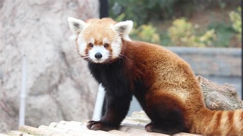 The fluffy red panda at Elmwood Park Zoo in Norristown. PA | Animals ...