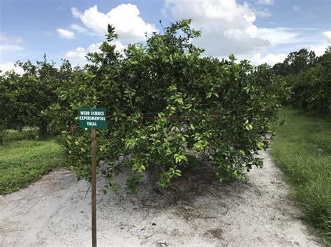 Herbicide Synergy for Citrus Weed Management - Citrus Industry Magazine