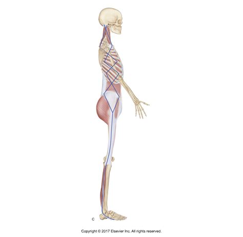 Spiral Line Anatomy Trains - Anatomy Reading Source