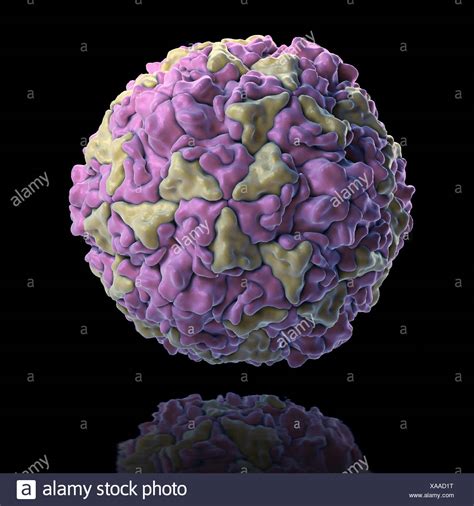 47+ Listen von Rhinovirus Structure Rhinovirus Diagram? Learn and ...