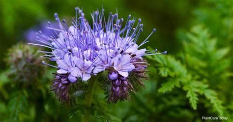 Lacy Phacelia Care Tips: Growing The Phacelia Tanacetifolia