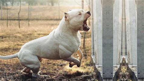 Are Dogo Argentino Good Guard Dogs