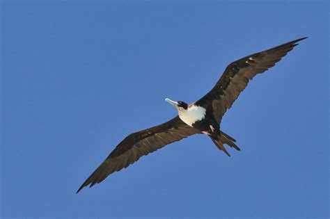 Far North Queensland – Nov 2016 | Chris Hill Wildlife Photography