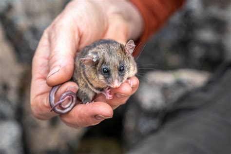 Kosciuszko pygmy-possums given ‘bogong biccies’ as a part of bushfire recovery - Australian ...