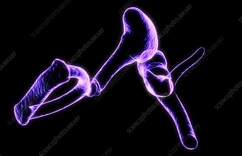 Auditory ossicles - Stock Image - F002/2187 - Science Photo Library