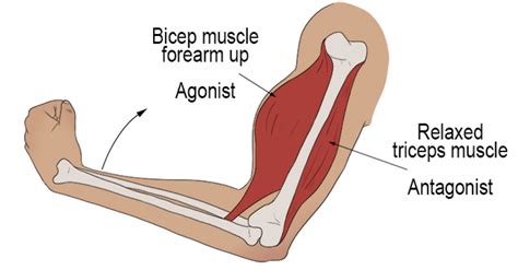 Muscle Lengthening vs Stretching: Which is Better?