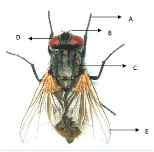 Catatan Panca Rakhmat: GAMBAR MORFOLOGI LALAT RUMAH (Musca domestica)